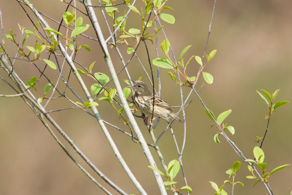 Photo of Tree Pipit